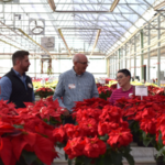 Plantpeddler announces Poinsettia Variety Day 2023 results