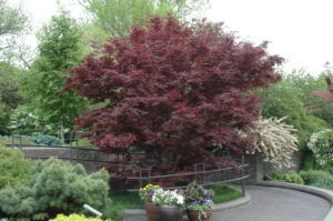 Bloodgood Japanese Maple Top 100 Searched Plants of 2023