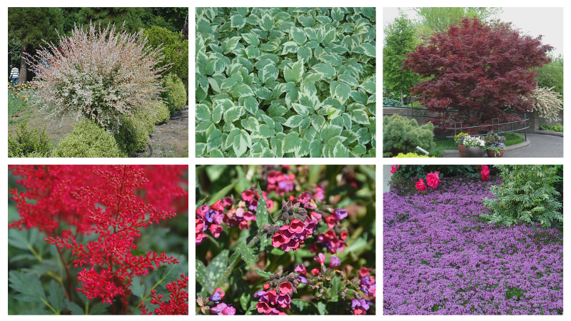 Discover the Top 100 Searched Plants of 2023 from NetPS Plant Finder Tool