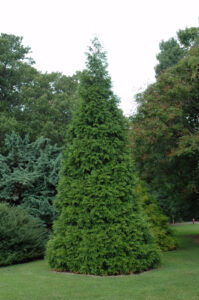 Green Giant Arborvitae Top 100 Searched Plants of 2023
