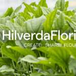 HilverdaFlorist debuts new tagline and video