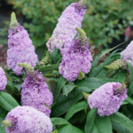 Proven Winners ColorChoice buddleia named 2024 Flower of the Year