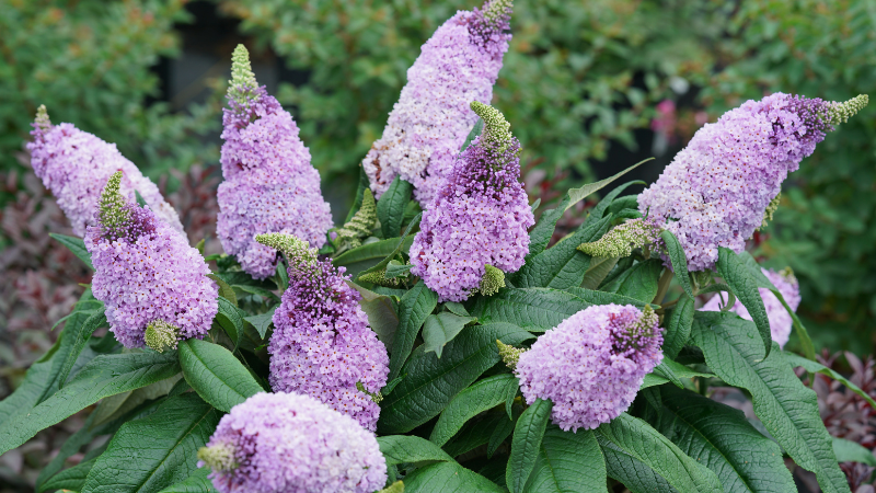 Proven Winners ColorChoice buddleia named 2024 Flower of the Year