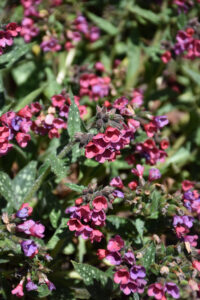 Raspberry Splash Lungwort Top 100 Searched Plants of 2023