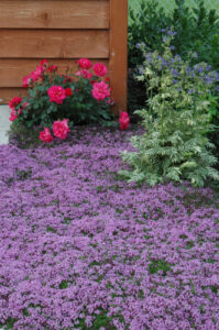 Red Creeping Thyme Top 100 Searched Plants of 2023