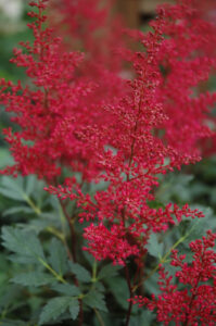 Red Sentinel Astilbe Top 100 Searched Plants of 2023