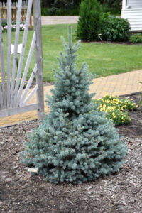 Sester Dwarf Colorado Spruce Top 100 Searched Plants of 2023