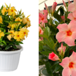 Suntory Flowers utility patent