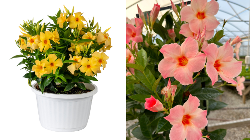 Suntory Flowers utility patent