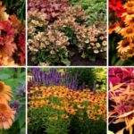 Terra Nova Nurseries releases 2024 Pantone Color of the Year plant list