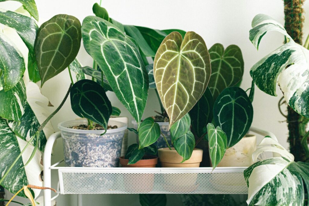A natural selection: What's new in natural plant care stock kicker