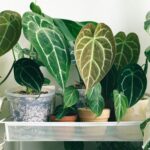 A natural selection: What's new in natural plant care stock kicker