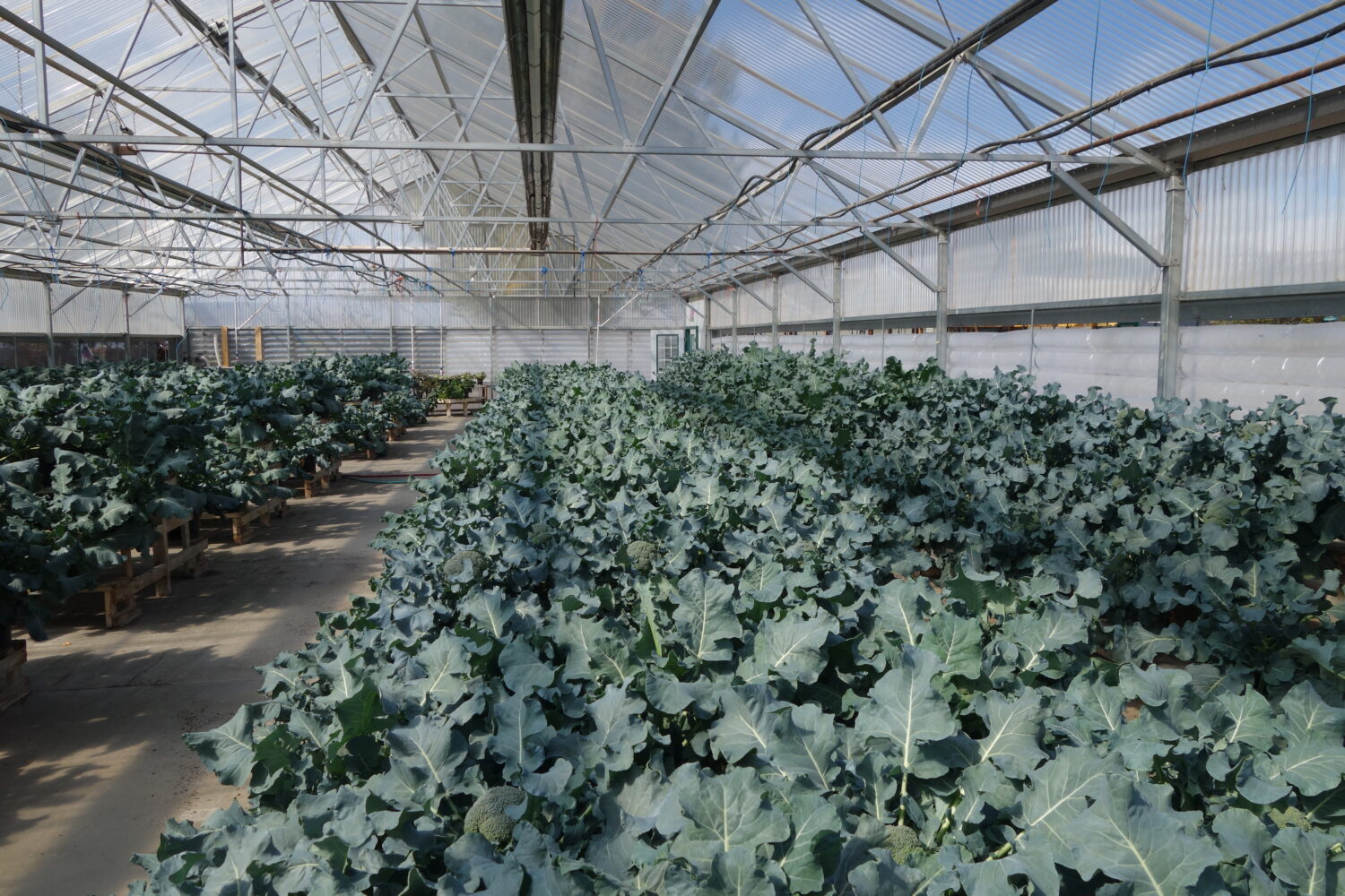 Vic began growing lettuce and tomatoes in the greenhouse to try to supplement their diet, but soon branched out to other crops like kale and broccoli.