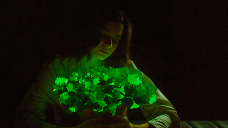 Light Bio to introduce bioluminescent petunias into U.S. market