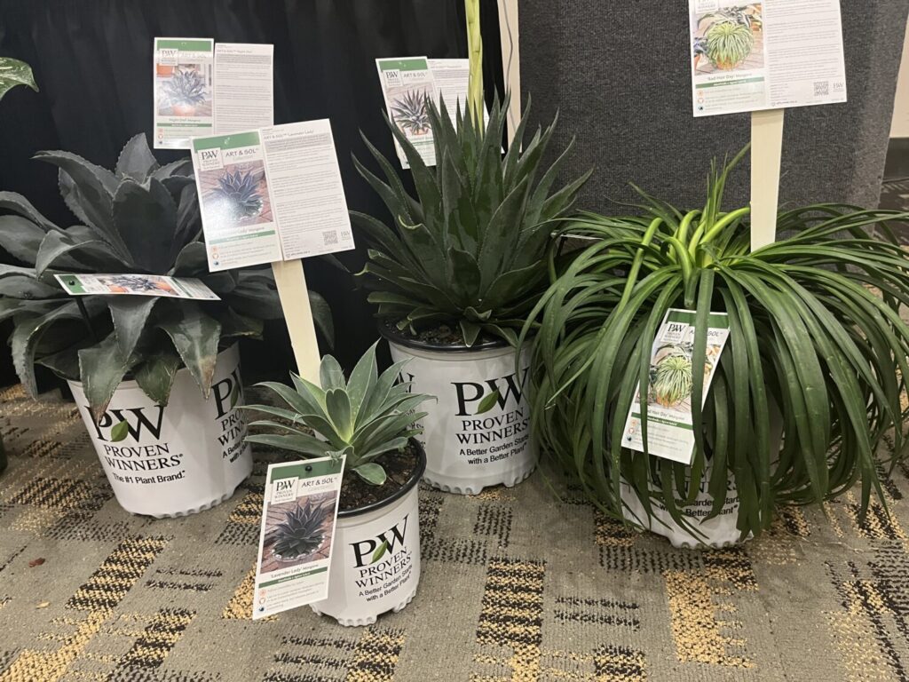 Proven Winners and Walters Gardens announced they plan to launch ART & SOL mangave, a Modern Plant Collection, this year.The Manfreda x Agave hybrids are the result of extensive breeding at Walters Gardens. The top six varieties from this program are now included in the Proven Winners brand, with more introductions expected soon.