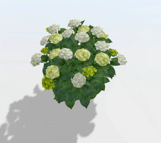 Bloomin' Easy augmented reality experience hydrangea 'Grin and Tonic'