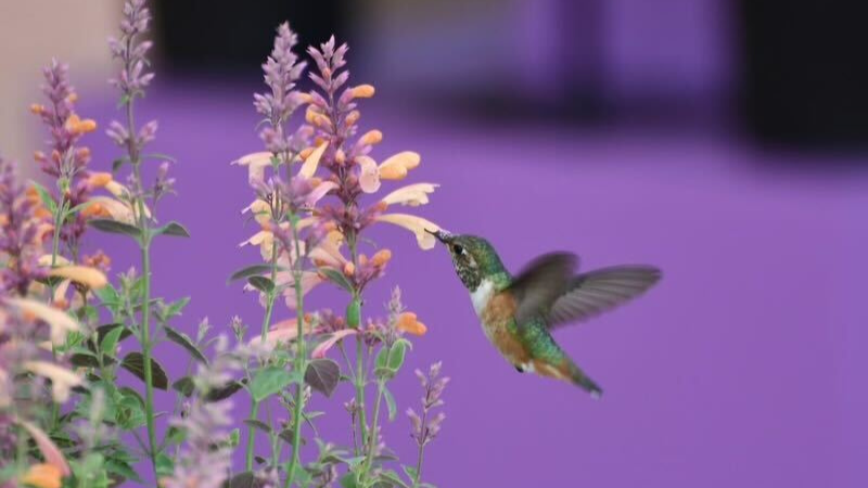 New Summerlong Agastache