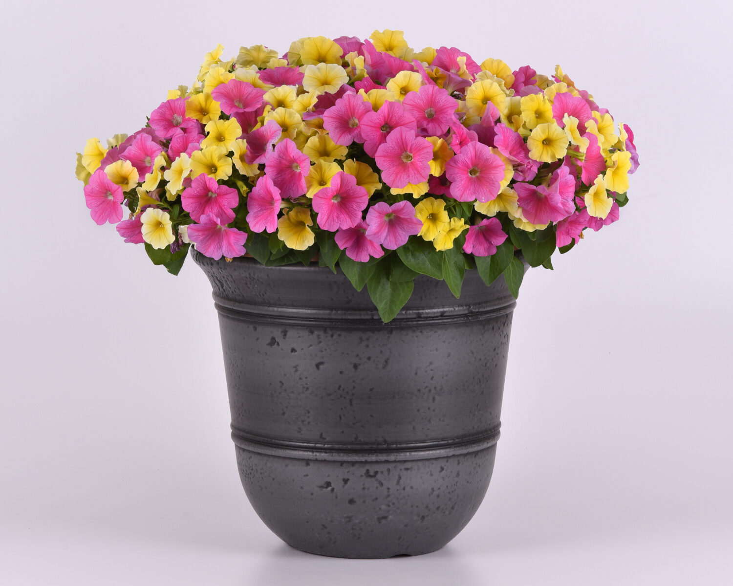 Paired together, petchoa ‘Caliburst Yellow’ and petunia ‘E3 Easy Wave Pink Cosmo’ make a great early-spring mix.
