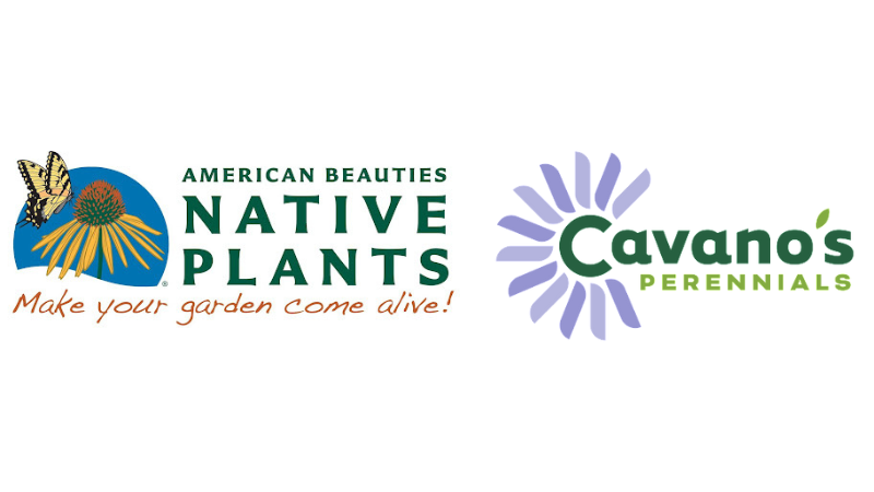 Cavano’s Perennials has joined American Beauties Native Plants as a licensed grower, providing garden-worthy native plants.