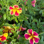 Danziger Lia Abstract Lemon Cherry Calibrachoa