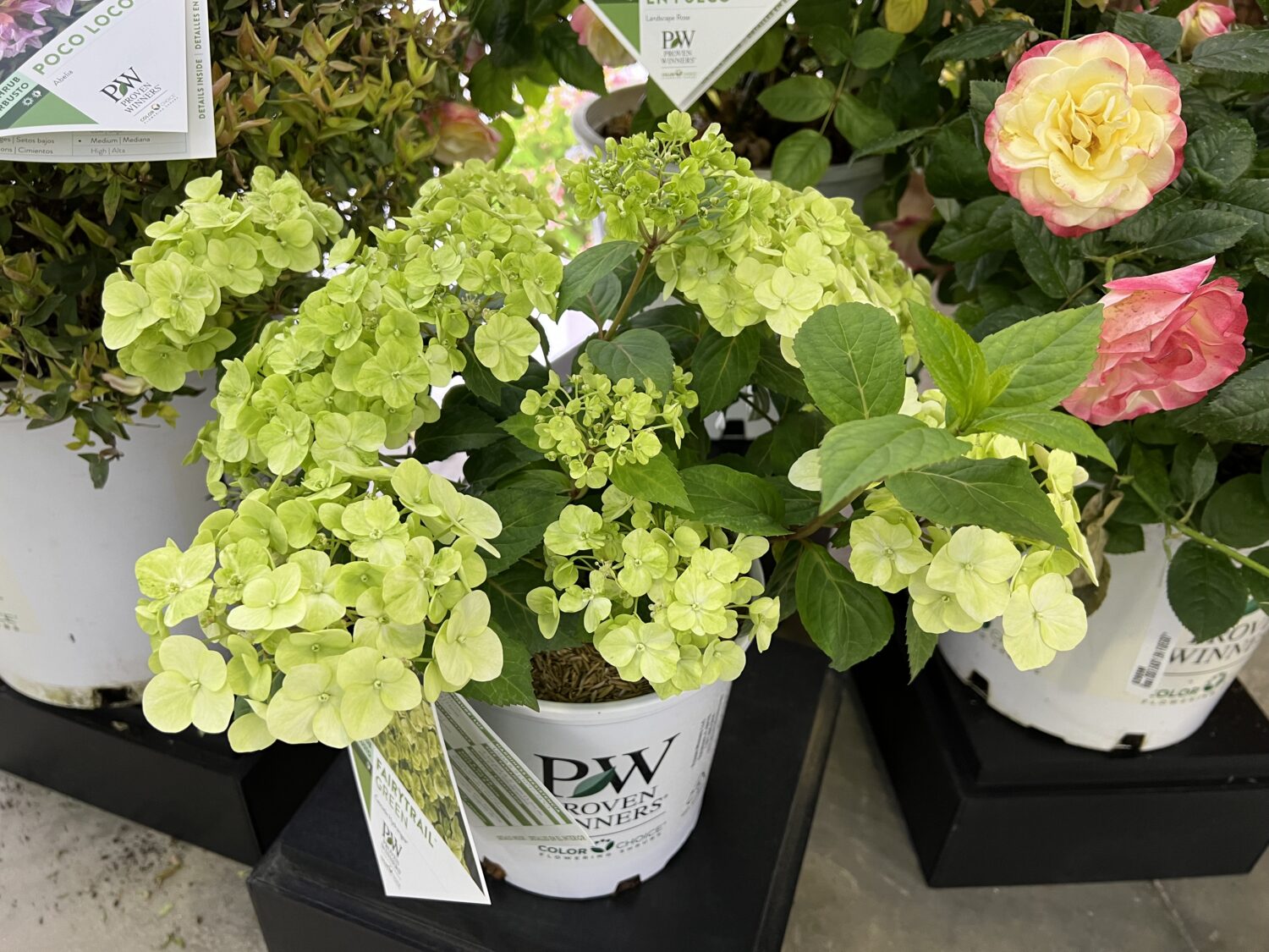 Proven Winners ColorChoice is expanding its line of Cascade hydrangea to include two new varieties: 'Fairytrail Green' and 'Fairytrail White'.