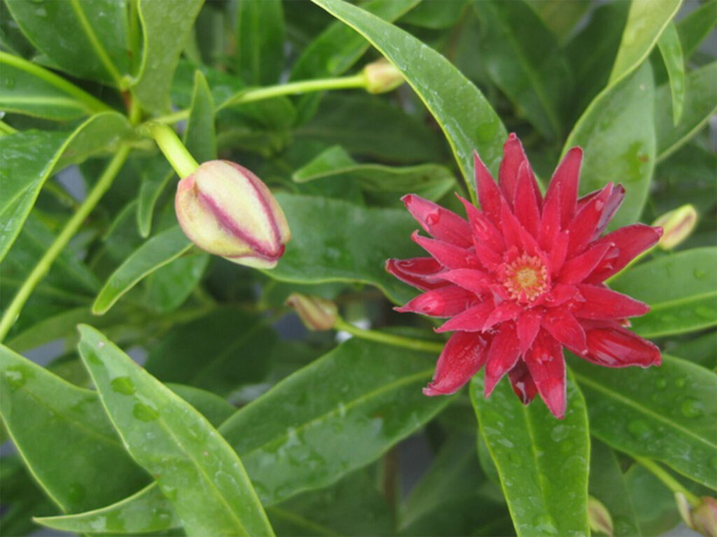 PHS announces 2024 Gold Medal Plant winners Illicium x Woodland Ruby