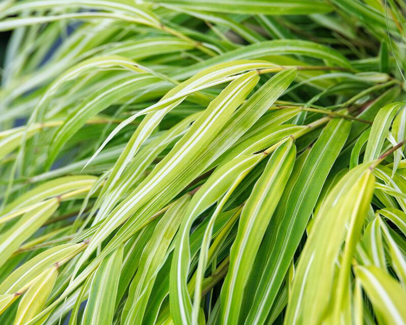 Monrovia Japanese Forest Grass 'Stripe It Rich'