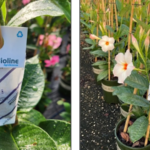 Monrovia to include beneficial insects with mandevilla plants in retail