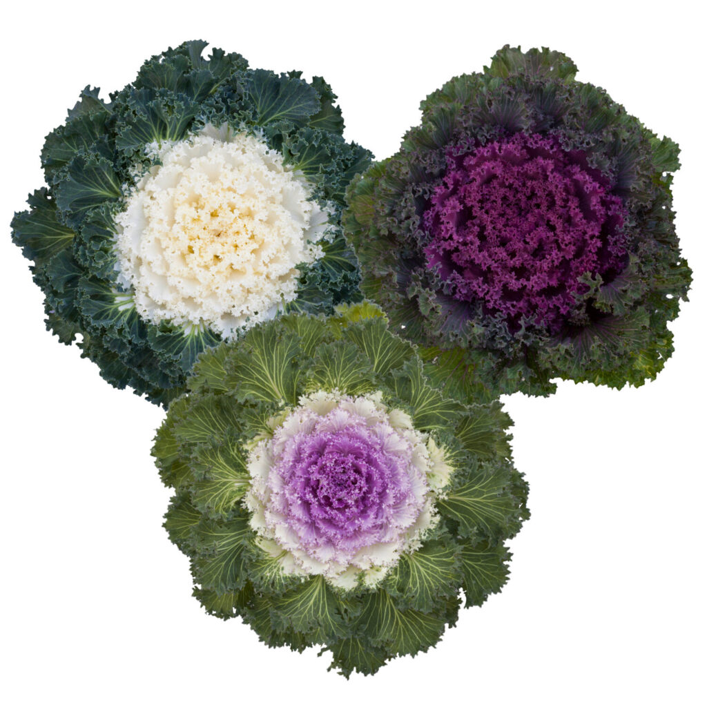 Syngenta FlowersOrnamental Kale ‘Bright and Early Mix’
