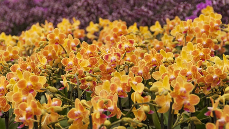 Westerlay Orchids continues sustainable practices