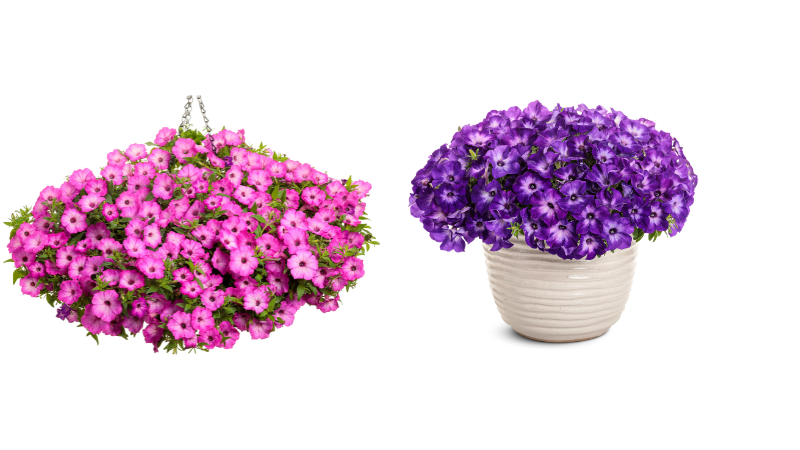 Proven Winners two new Supertunia petunia varieties, Supertunia Tiara Pink and Blue, featuring unique patterns and robust genetics.