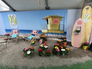 Schoneveld Breeding’s Gerbera ‘Joybera Milkshake’ display followed the beach theme at the southernmost stop at Trials — Green Fuse Botanicals in Somis, California.