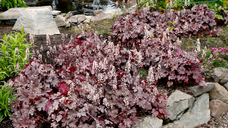 Terra Nova Nurseries has reintroduced fan-favorite trailing Heucherella ‘Plum Cascade’