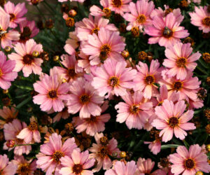Coreopsis NOVA Sunstone Terra Nova Nurseries new varieties Cultivate