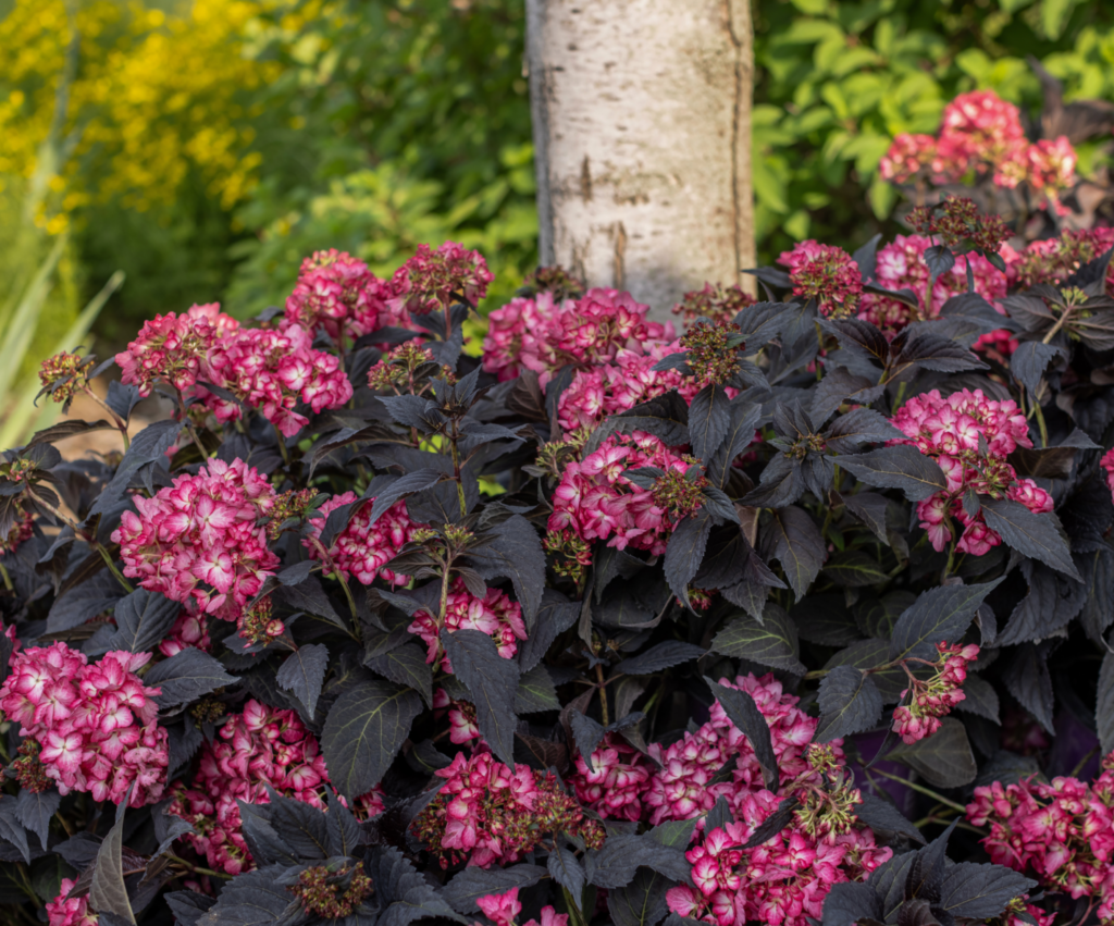 First Editions' bigleaf hydrangea 'Eclipse' recently added three prestigious awards to its growing list of accolades. 