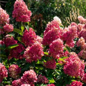 Hydrangea paniculata ‘Bouncy’