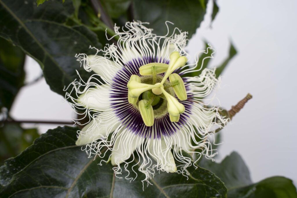 Star Roses and Plants Passionfruit 'Poppin’ Passion'