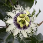 Star Roses and Plants Passionfruit 'Poppin’ Passion'