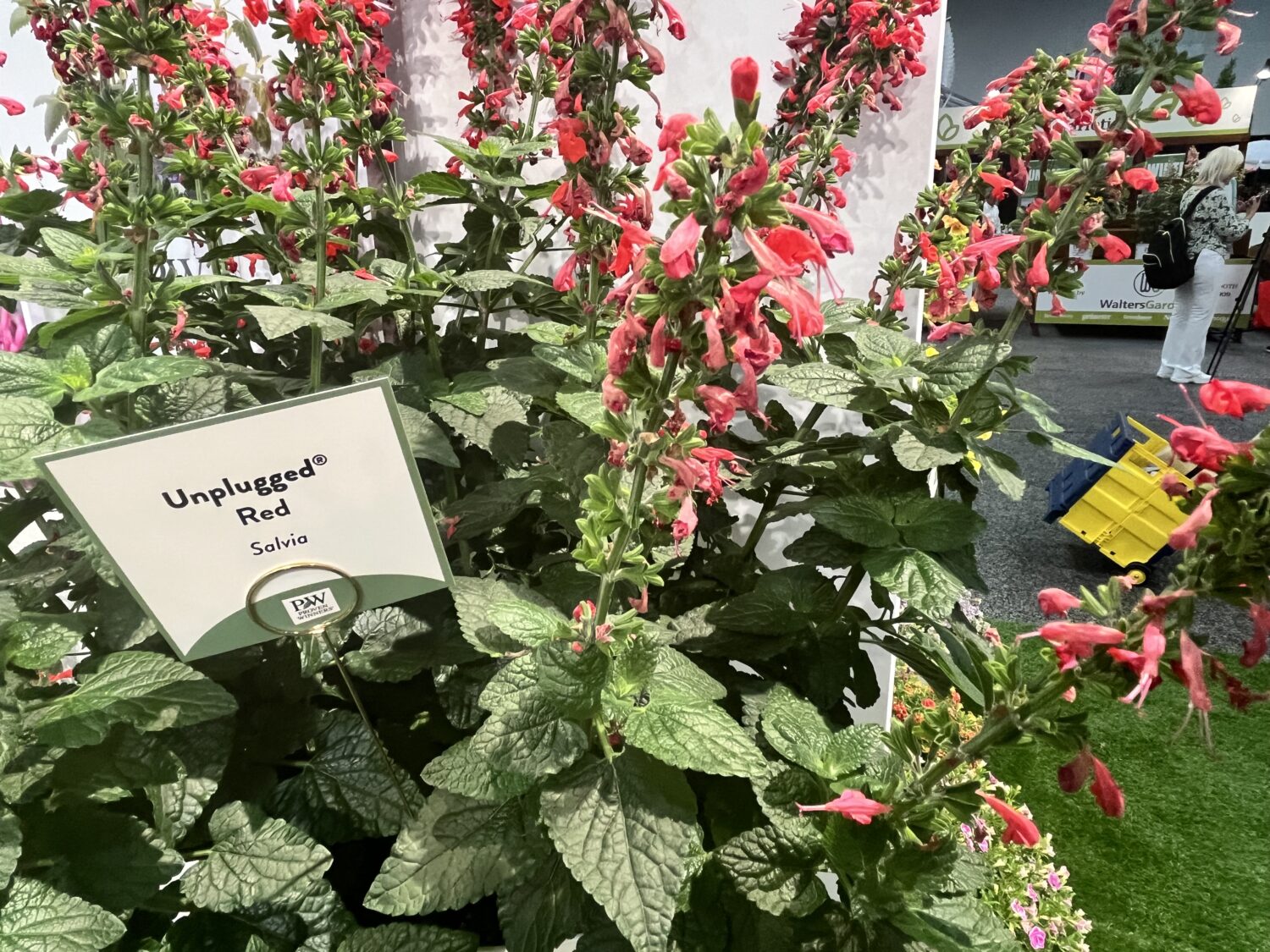 Proven Winners Salvia 'Unplugged Red' 2024 Retailers Choice awards