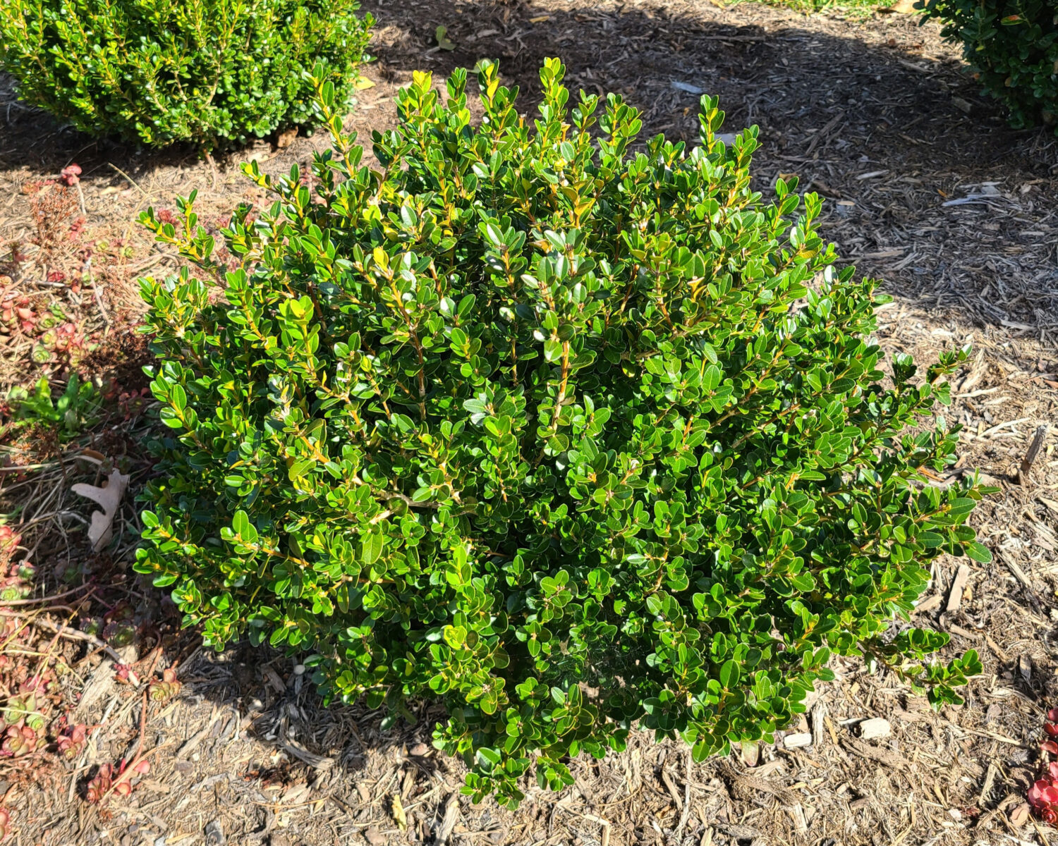 Star Roses and Plants Buxus 'Little Mister'