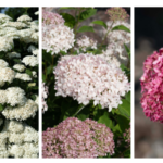 Star Roses and Plants Hydrangea American Lace Dark Pink, American Lace Pink, and American Lace White