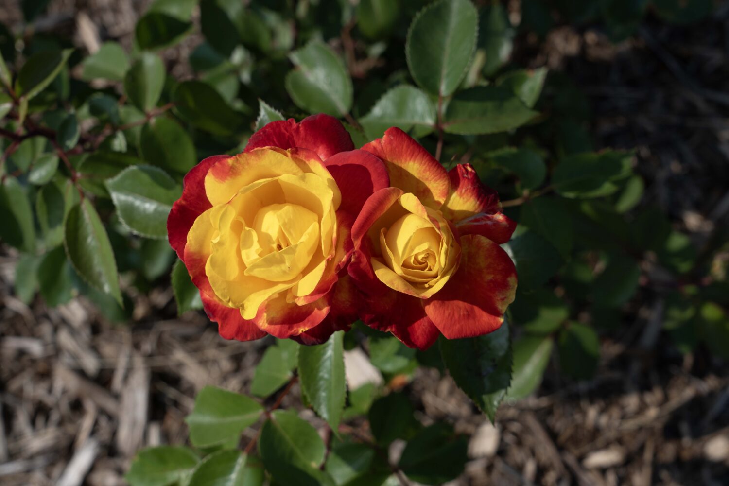 Star Roses and Plants Rose 'Sunbelt Garden Flame'