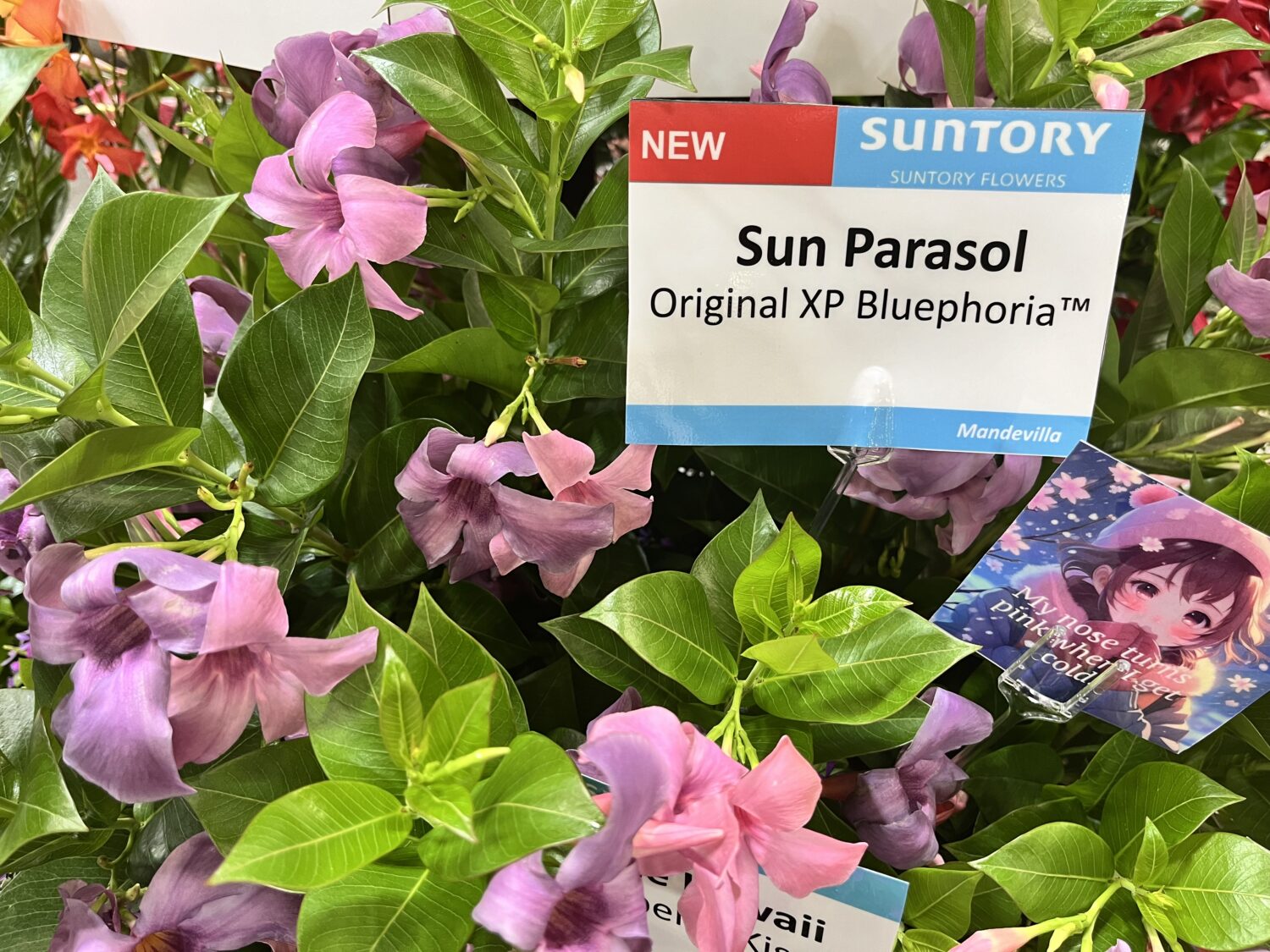 Suntory Mandevilla 'Sun Parasol Original Xp Bluephoria' 2024 Retailers Choice awards