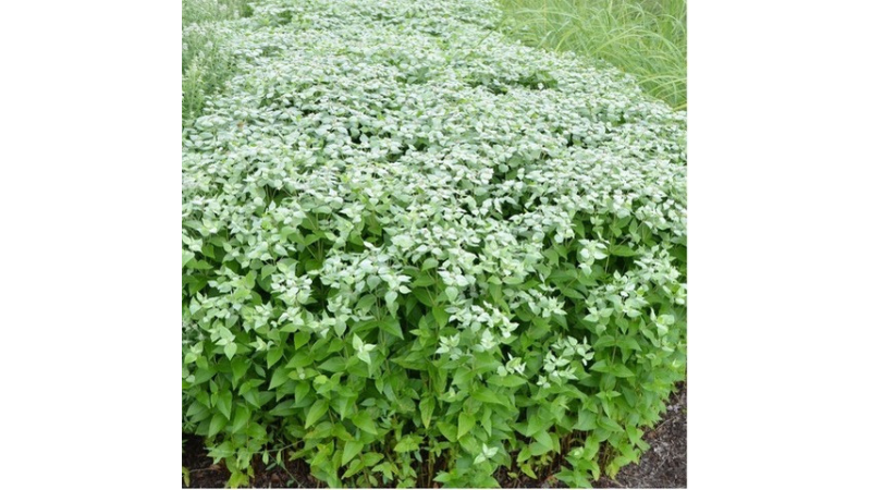 Pycnanthemum muticum named 2025 Perennial Plant of the Year