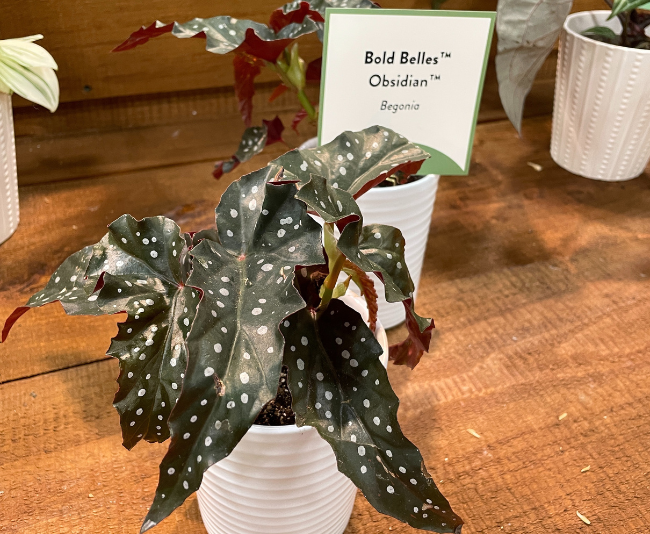 Begonia ‘Bold Belles Obsidian’_Proven Winners