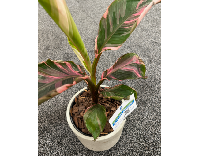 Musa 'Nono Pink Variegated'_ForeMostCo