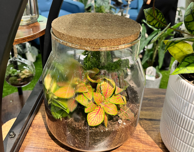 Terrarium_leafjoy