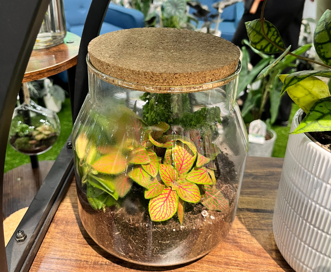 Terrarium_leafjoy