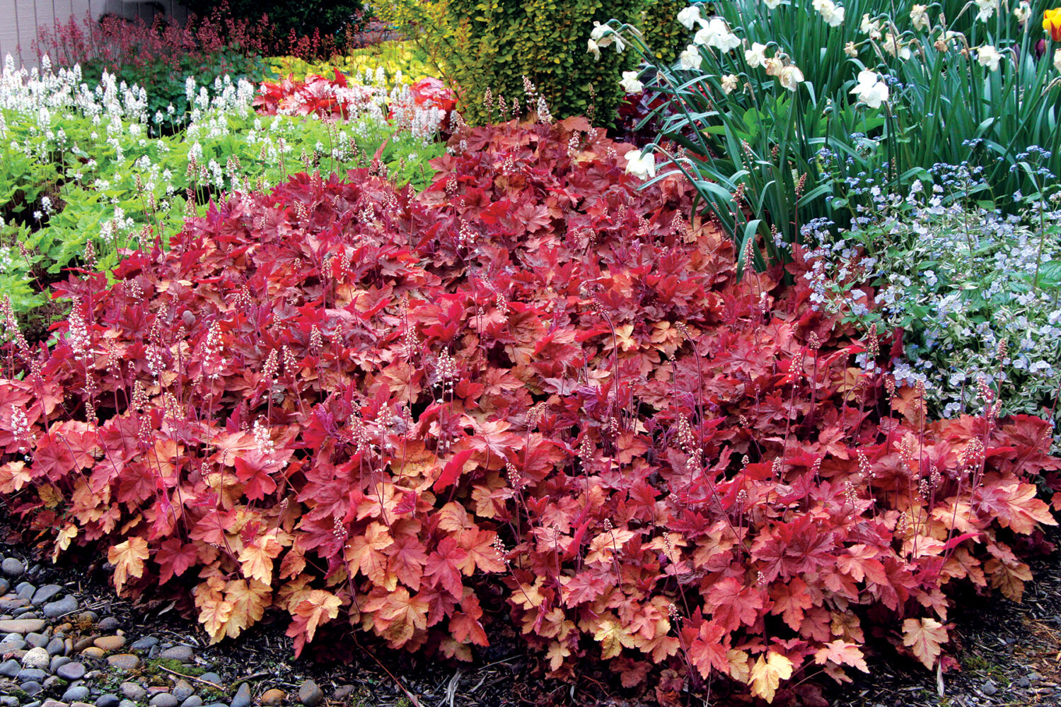 Terra Nova Nurseries unveils companion plants for trending 2025 Colors of the Year Heucherella 'Redstone Falls'