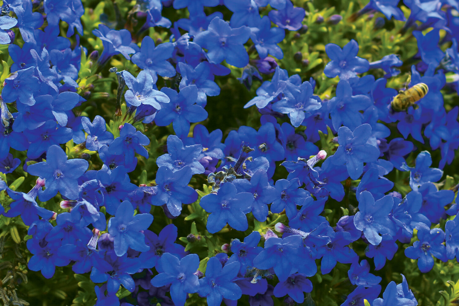 Terra Nova Nurseries unveils companion plants for trending 2025 Colors of the Year Lithodora 'Gold 'n Sapphires'